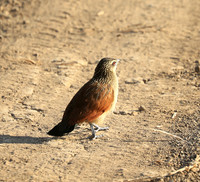 Luangwa NP