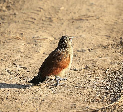 Luangwa NP
