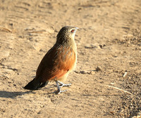 Luangwa NP