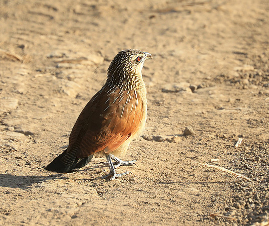 Luangwa NP