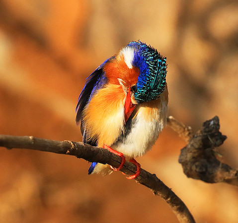 Malachite kingfisher - Malilangwe