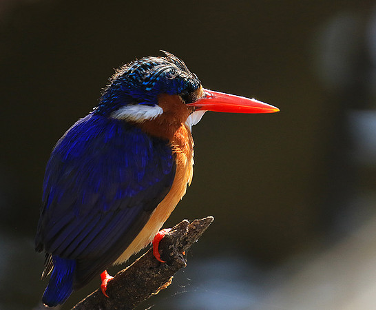 Malachite kingfisher - Malilangwe wildlife reserve