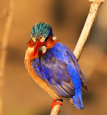 Malachite kingfisher - Malilangwe