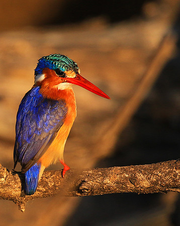 Malachite kingfisher - malilangwe