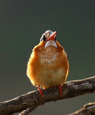Malachite kingfisher - Malilangwe