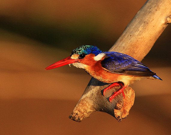 Malachite kingfisher - Malilangwe wildlife reserve