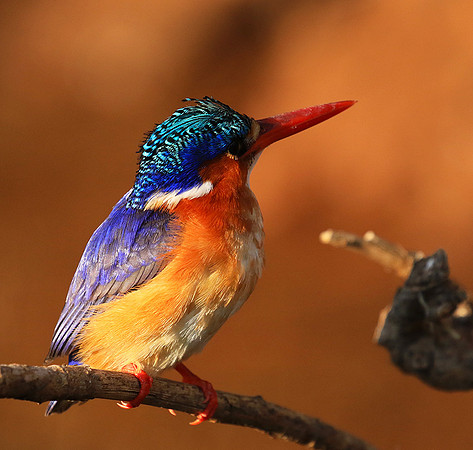 Malachite kingfisher - Malilangwe