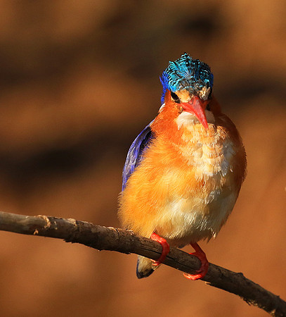 Malachite kingfisher - Malilangwe
