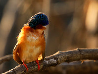 Malachite kingfisher - Malilangwe