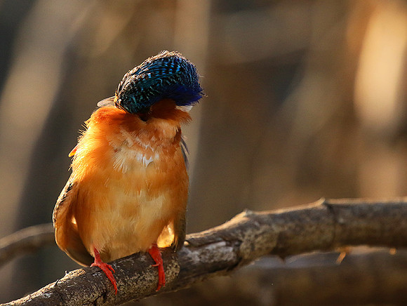 Malachite kingfisher - Malilangwe