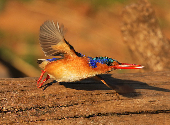 Malachite kingfisher - Malilangwe