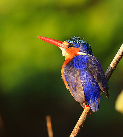 Malachite kingfisher - Malilangwe