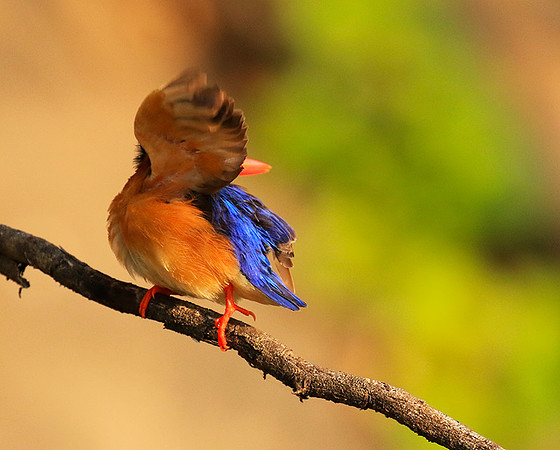 Malachite kingfisher - Malilangwe