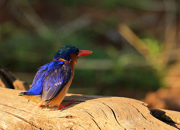 Malachite kingfisher - Malilangwe