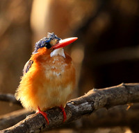 Malachite kingfisher - Malilangwe