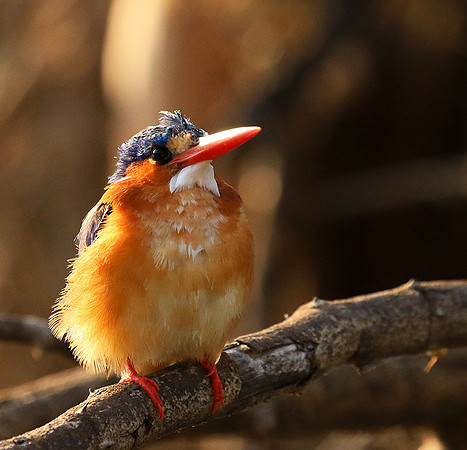 Malachite kingfisher - Malilangwe