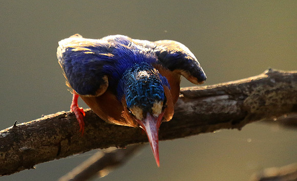 Malachite kingfisher - Malilangwe