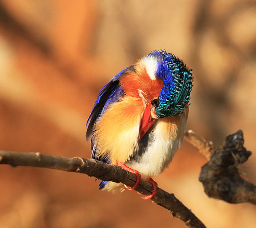 Malachite kingfisher - Malilangwe wildlife reserve