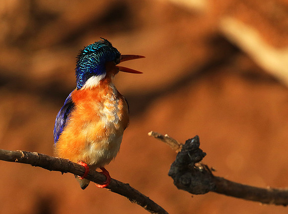 Malachite kingfisher - Malilangwe