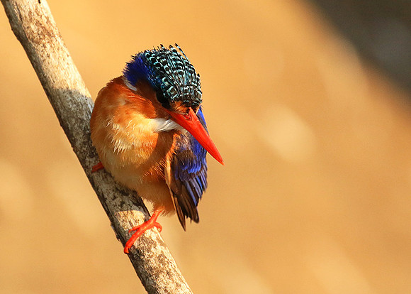 Malachite kingfisher - Malilangwe