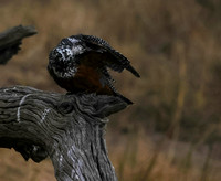 Giant kingfisher - Victoria falls