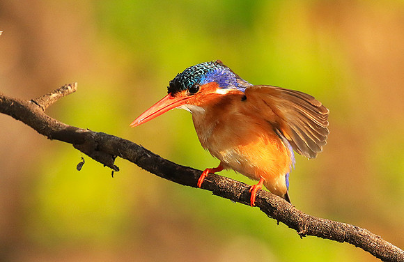 Malachite kingfisher - Malilangwe
