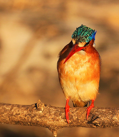 Malachite kingfisher - malilangwe