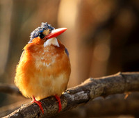 Malachite kingfisher - Malilangwe
