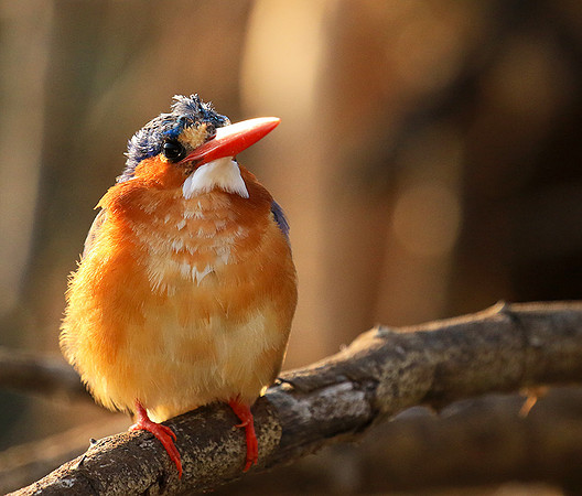 Malachite kingfisher - Malilangwe