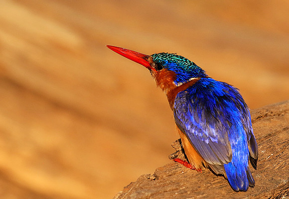 Malachite kingfisher - Malilangwe