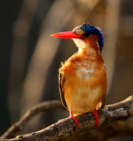 Malachite kingfisher - Malilangwe