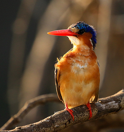 Malachite kingfisher - Malilangwe