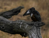 Giant kingfisher - Victoria falls