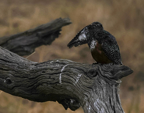 Giant kingfisher - Victoria falls