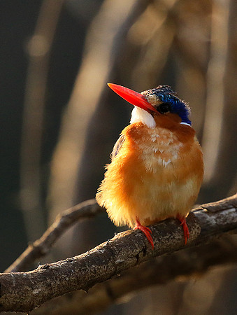 Malachite kingfisher - Malilangwe