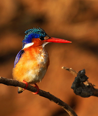 Malachite kingfisher - Malilangwe