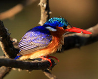 Kingfishers