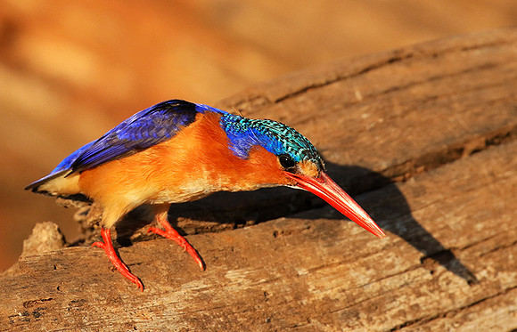 Malachite kingfisher - Malilangwe