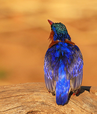 Malachite kingfisher - Malilangwe