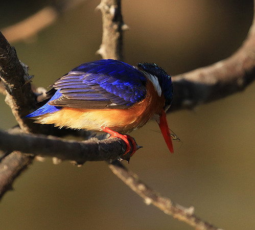 Malachite kingfisher - Malilangwe wildlife reserve