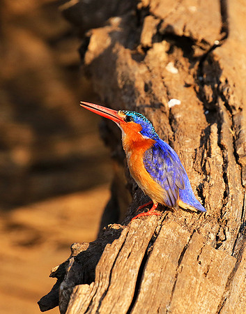 Malachite kingfisher - Malilangwe