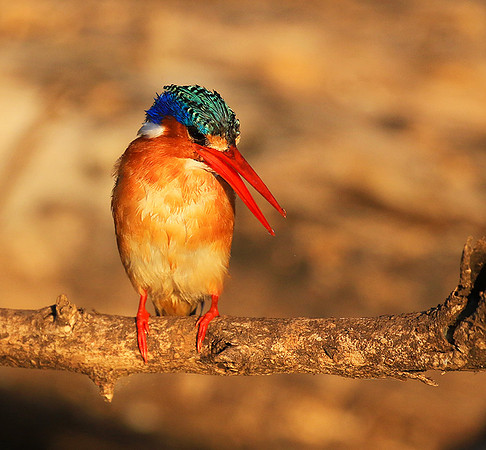 Malachite kingfisher - Malilangwe wildlife reserve