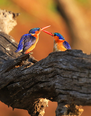 Malachite kingfisher - malilangwe