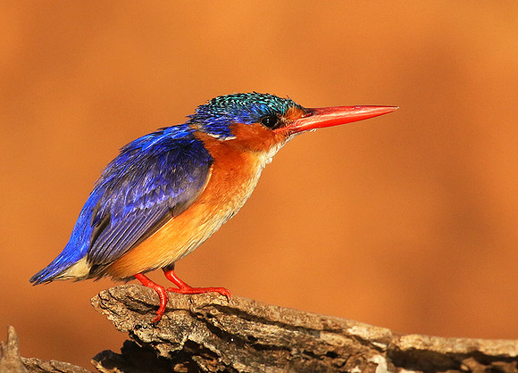 Malachite kingfisher - malilangwe