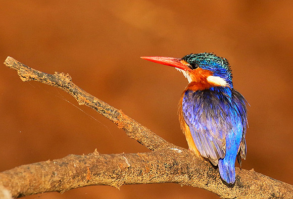 Malachite kingfisher - malilangwe