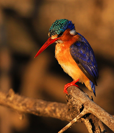 Malachite kingfisher - Malilangwe wildlife reserve