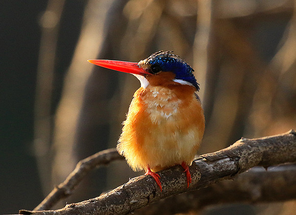 Malachite kingfisher - Malilangwe
