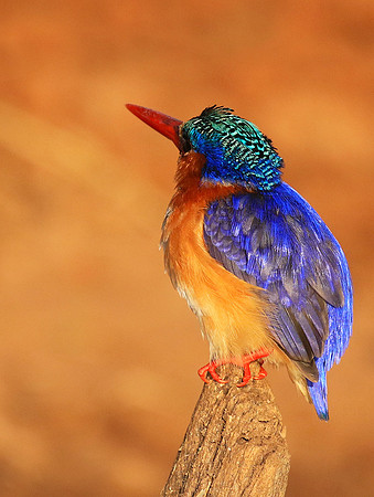 Malachite kingfisher - malilangwe