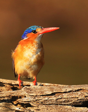 Malachite kingfisher - malilangwe