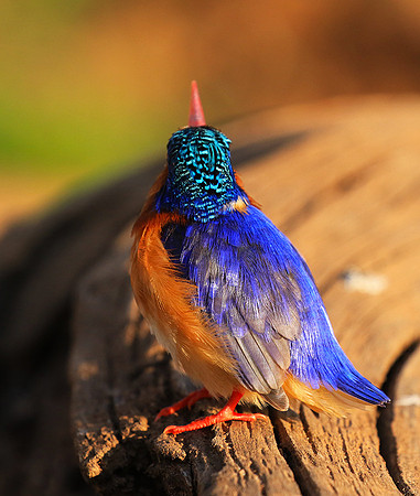 Malachite kingfisher - Malilangwe
